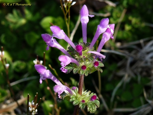 {Lamium amplexicaule}